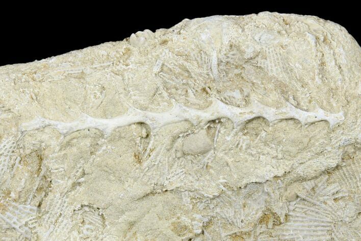 Archimedes Screw Bryozoan Fossil - Alabama #178182